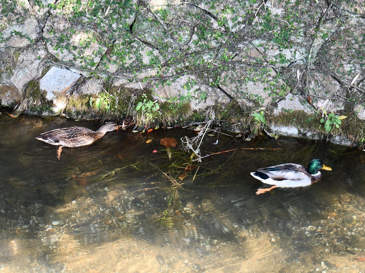 #91:
          Pair of Mallard Ducks; L: Female, R: Male, Kyoto.
          f/ at mm - Shutter Speed: - ISO: